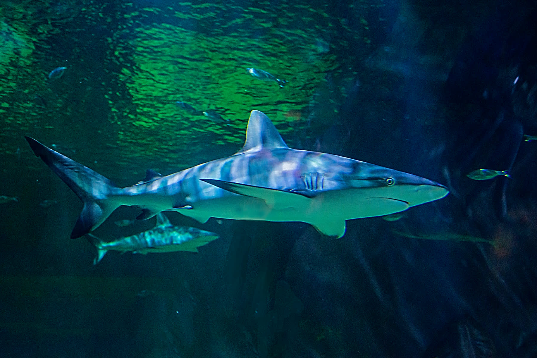 9 Marine Species You Wouldn't Expect to See in Utah