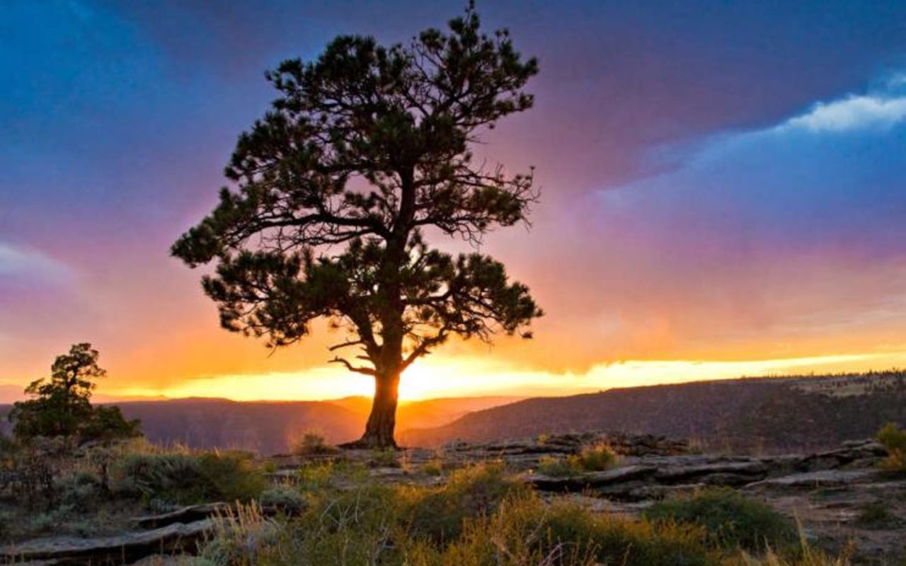 Ashley National Forest | Photo Gallery | 0 - Ashley National Forest