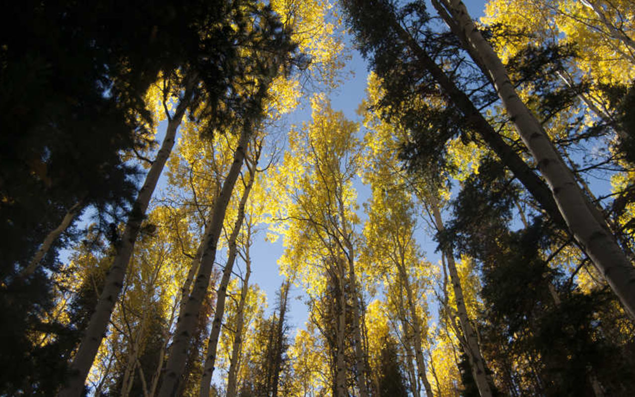 Mid-Mountain Trail | Photo Gallery | 1 - Mid-Mountain Trail