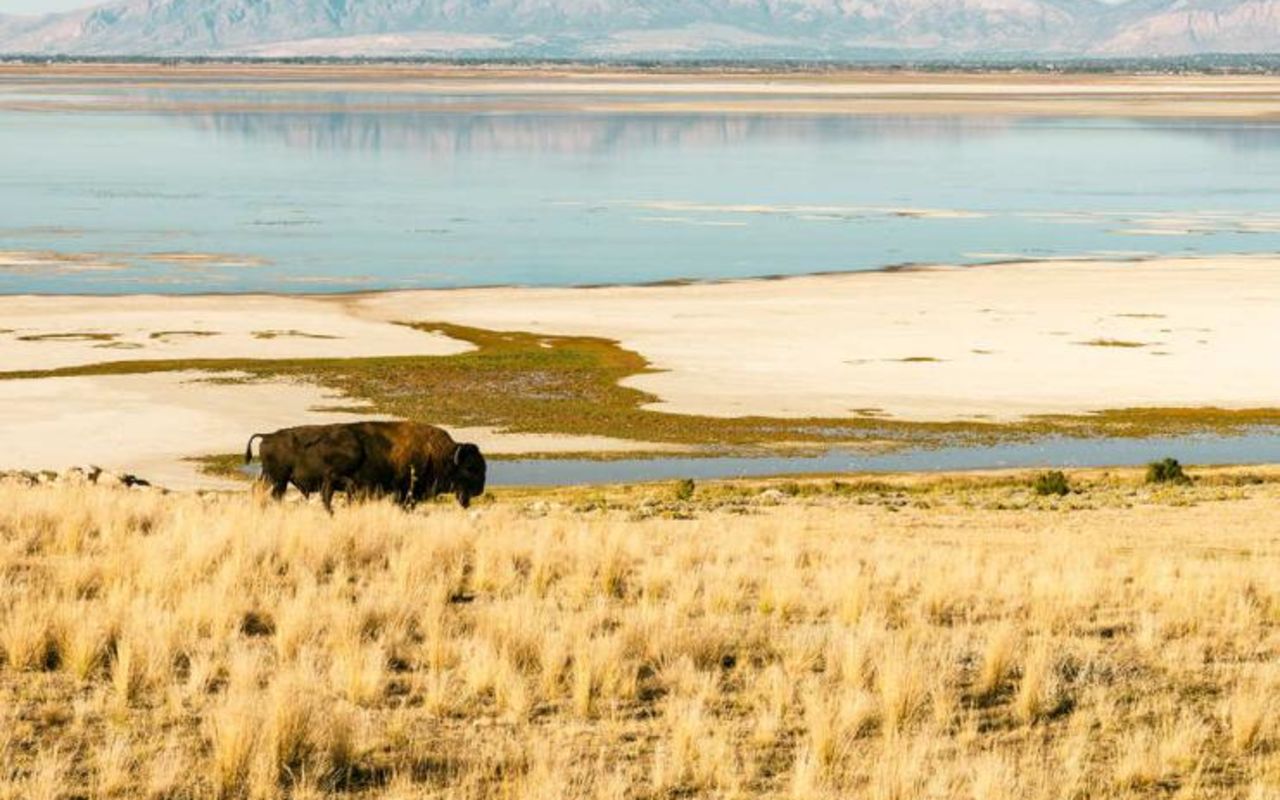 Antelope Island | Photo Gallery | 1 - Antelope Island Bison Roundup