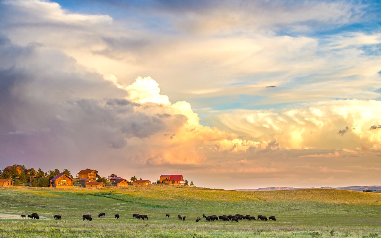 Zion Mountain Ranch | Photo Gallery | 1 - See Wild Buffalo Zion Mountain Ranch is the unique home of a roaming herd of buffalo.