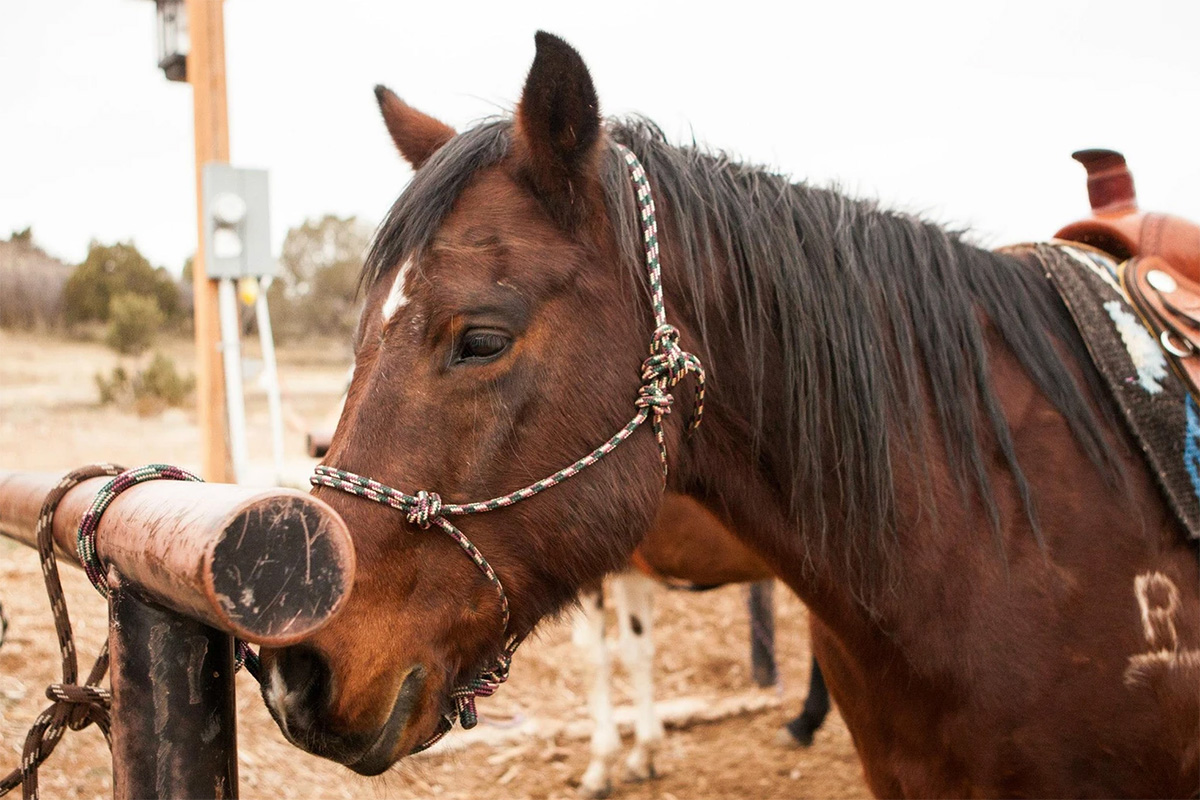 KB Horses at Red Ledges