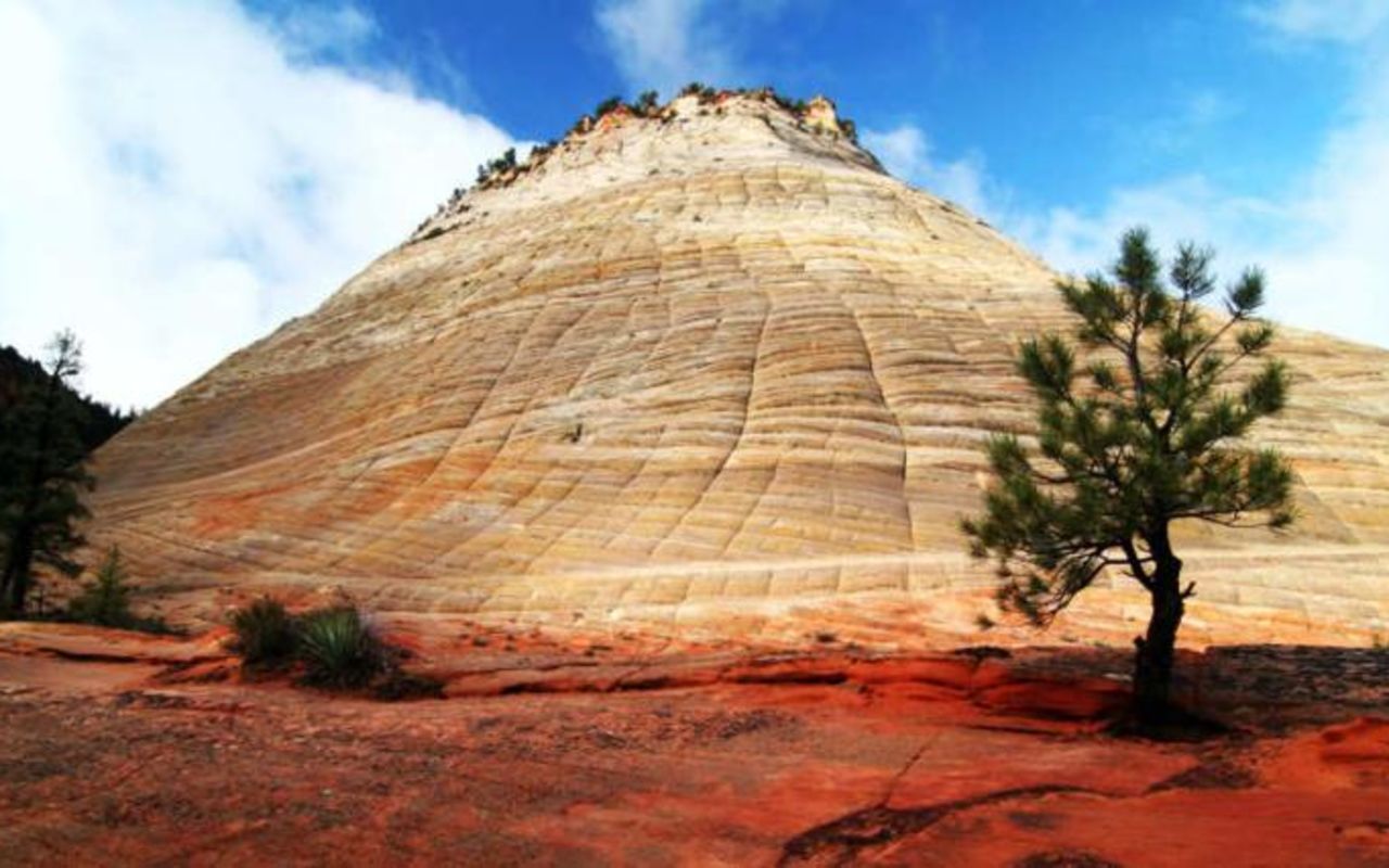 Zion 3-Day Itinerary | Photo Gallery | 0 - Pine tree in front of Checkerboard Mesa in Zion National Park