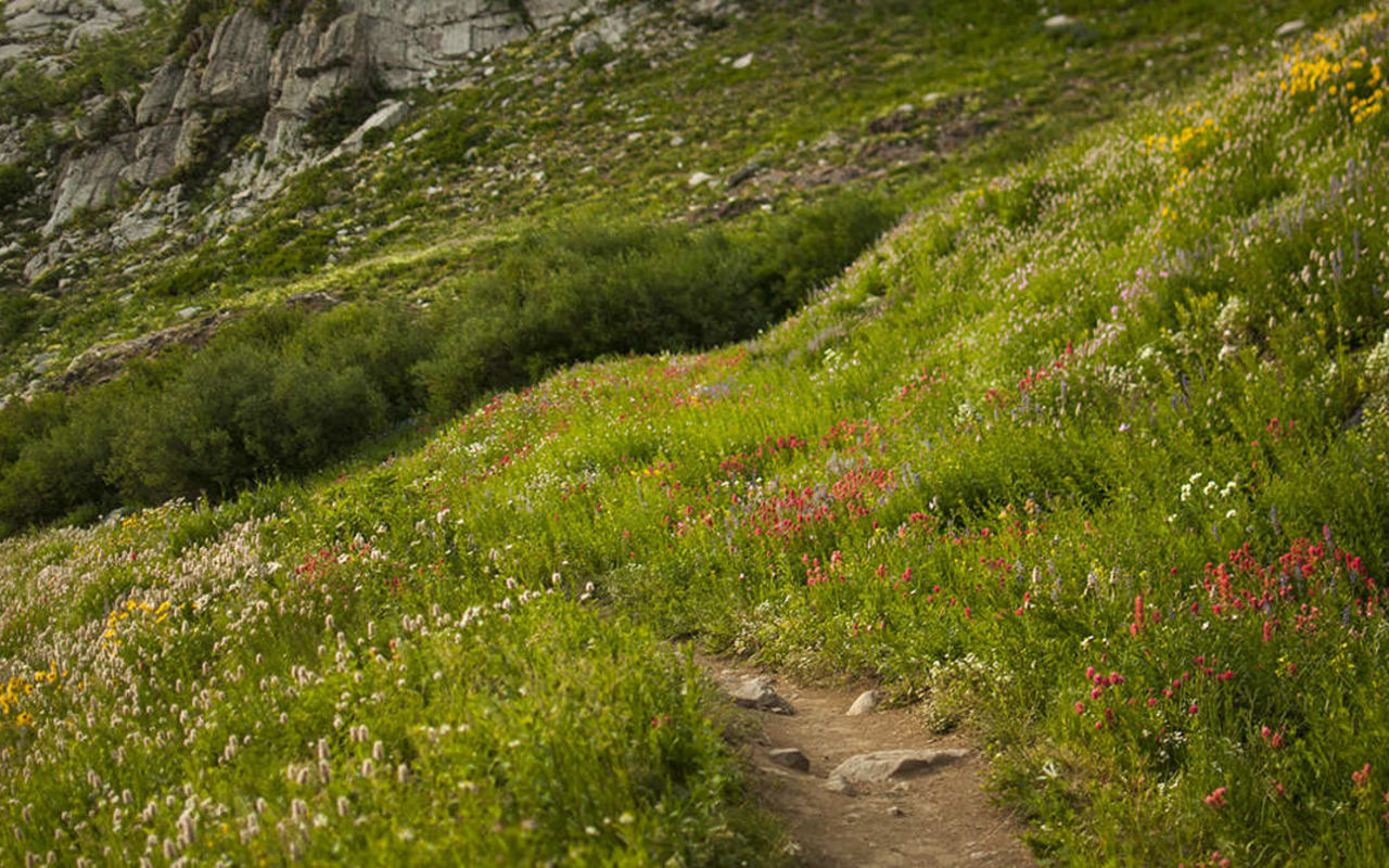 Albion Basin Hiking | Photo Gallery | 0 - Albion Basin Hiking