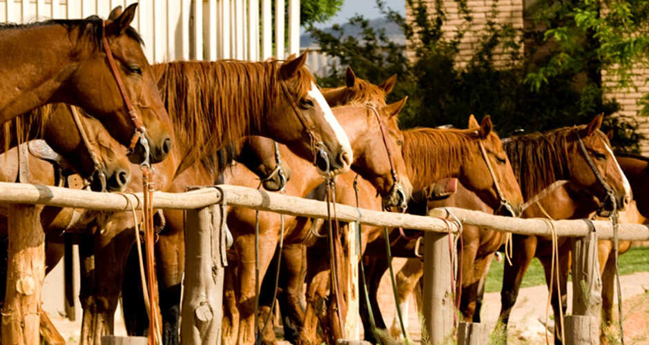 Bar 10 Ranch Guides & Outfitters | Photo Gallery | 1 - Horseback Riding Tours Line of Horses