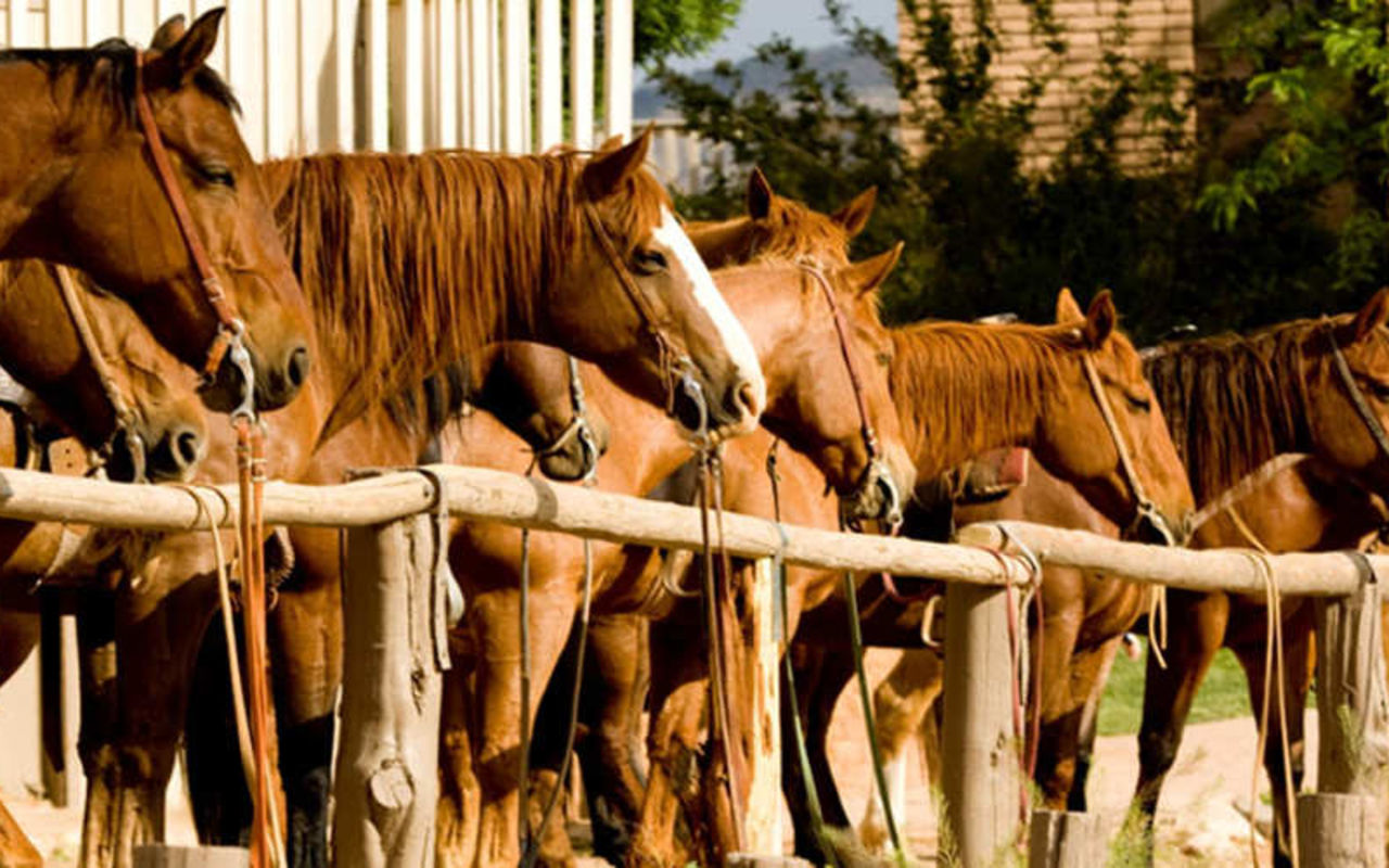 Bar 10 Ranch Guides & Outfitters | Photo Gallery | 1 - Horseback Riding Tours Line of Horses