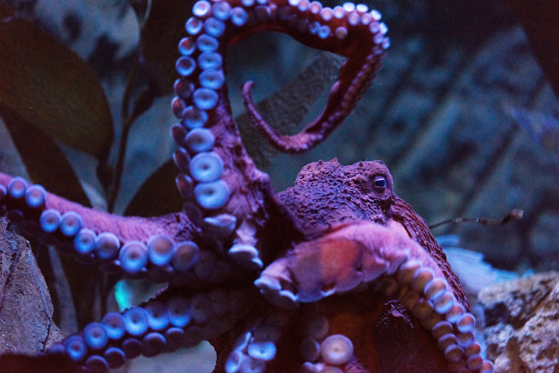 Loveland Living Planet Aquarium | Photo Gallery | 1 - Utah's World-Class Aquarium Wave to the resident octopus, a lovely Giant Pacific. 