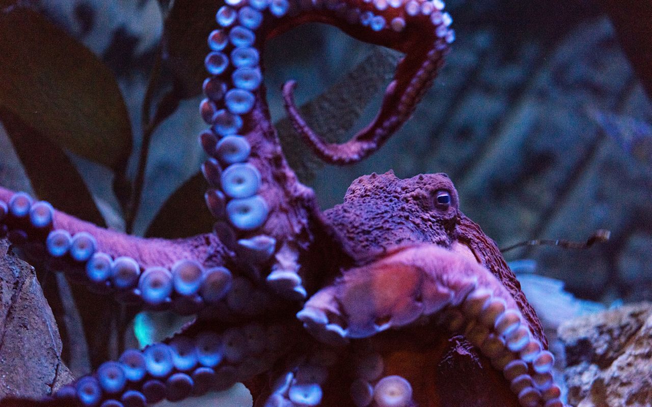 Loveland Living Planet Aquarium | Photo Gallery | 1 - Utah's World-Class Aquarium Wave to the resident octopus, a lovely Giant Pacific.