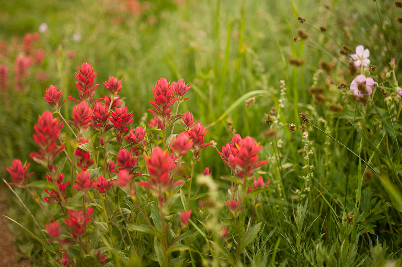 Top 5 Wildflower Hikes in Utah