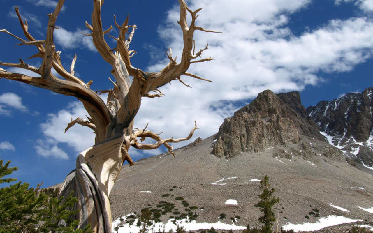 Great Basin | Photo Gallery | 0 - Great Basin National park is home to 5,000 year old bristlecone pine trees and has one of the darkest skies in the country. Tour a cave while you're there.