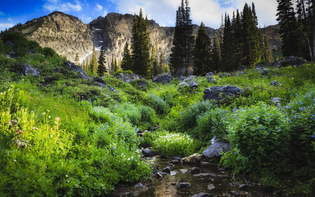 Albion Basin Hiking | Photo Gallery | 1 - Albion Basin Hiking