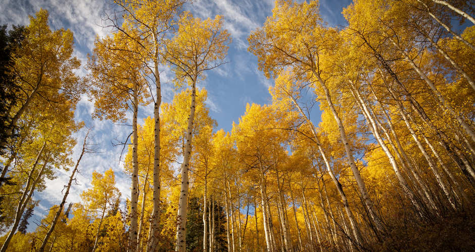 Spin Cycle | Photo Gallery | 0 - Fall colors