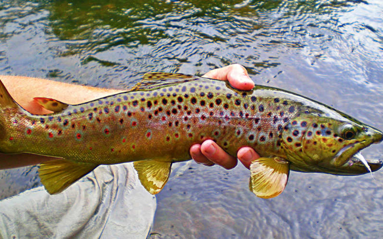 Fishing in Moab | Photo Gallery | 0 - Fish