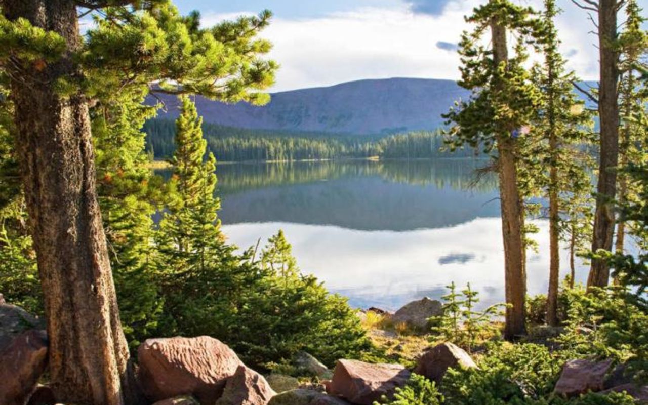 Ashley National Forest | Photo Gallery | 1 - Ashley National Forest