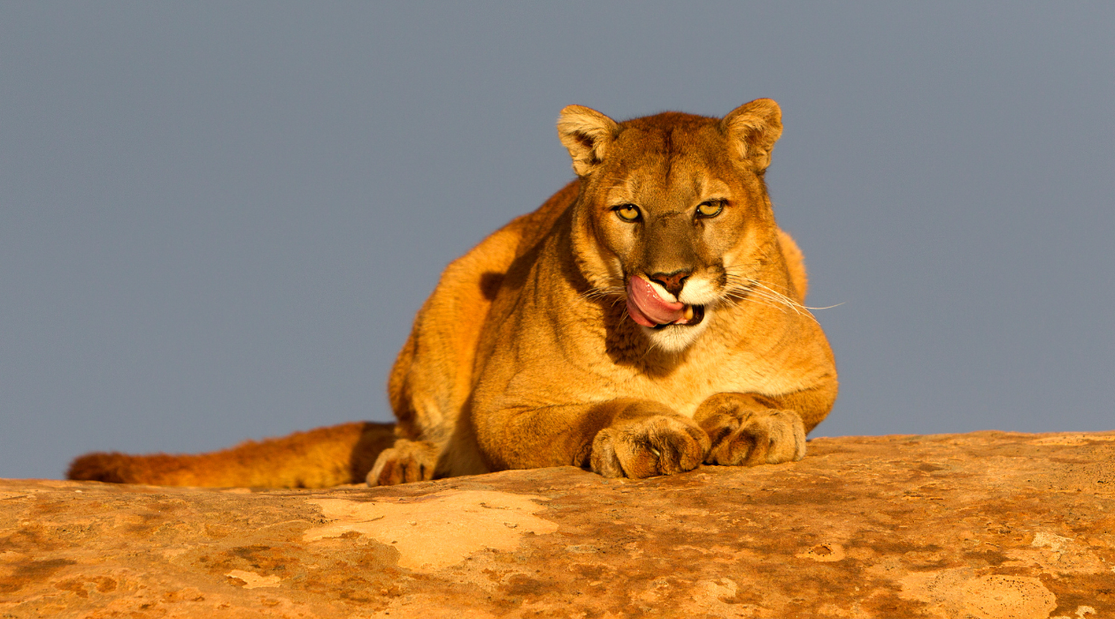 Utah Mountain Lion