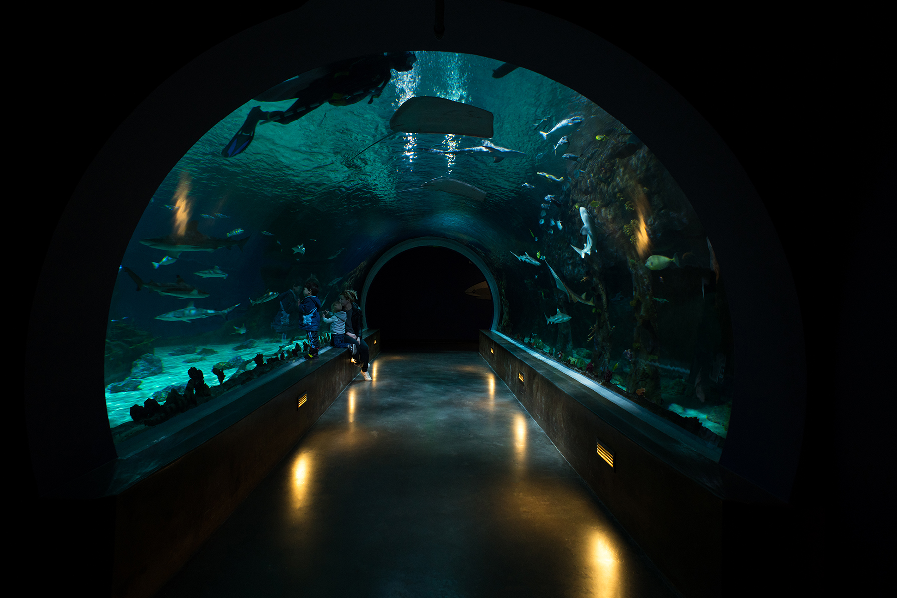 Aquarium Tunnel