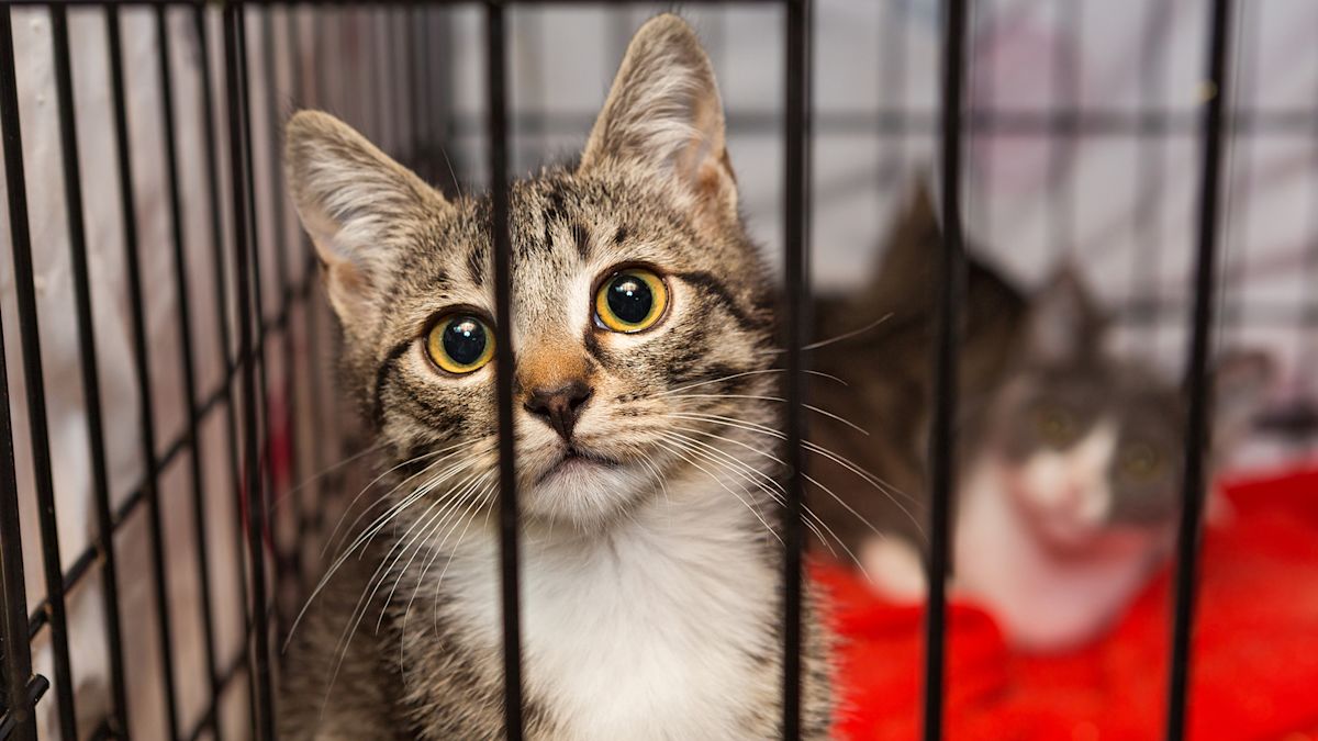 How Utah County residents can help Utah become a no-kill state