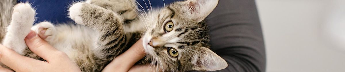 Two shelters in Utah County stand between us and a no-kill state: How you can help