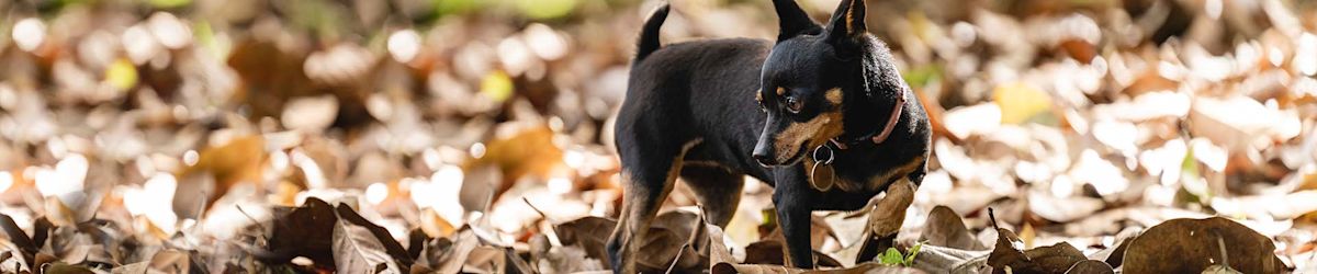 Doberman pinschers can be loyal companions