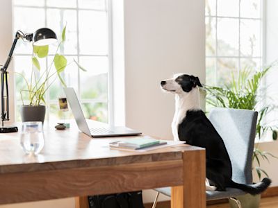 We’re pet people: Meet the companions of KSL