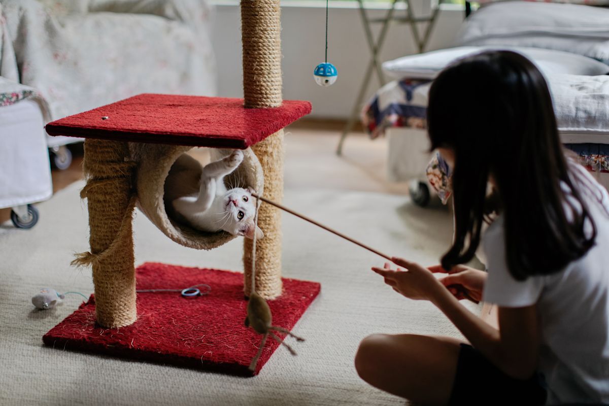 Cat in play tower