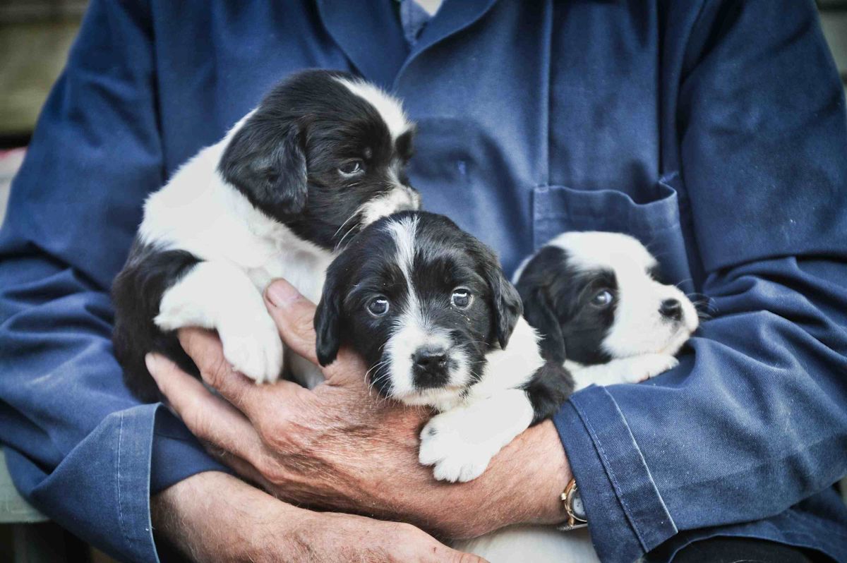 Puppies with breeder