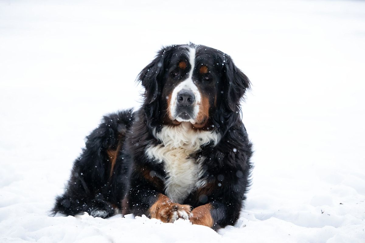 Bernese Mtn Dog