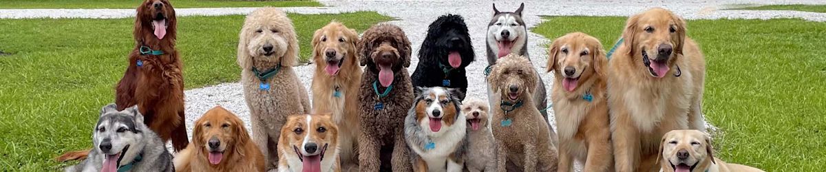 Help save lives at Best Friends Strut Your Mutt 2024 on Oct. 19