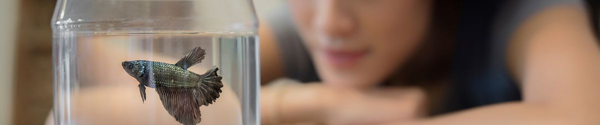 A look at the best pets for tanks