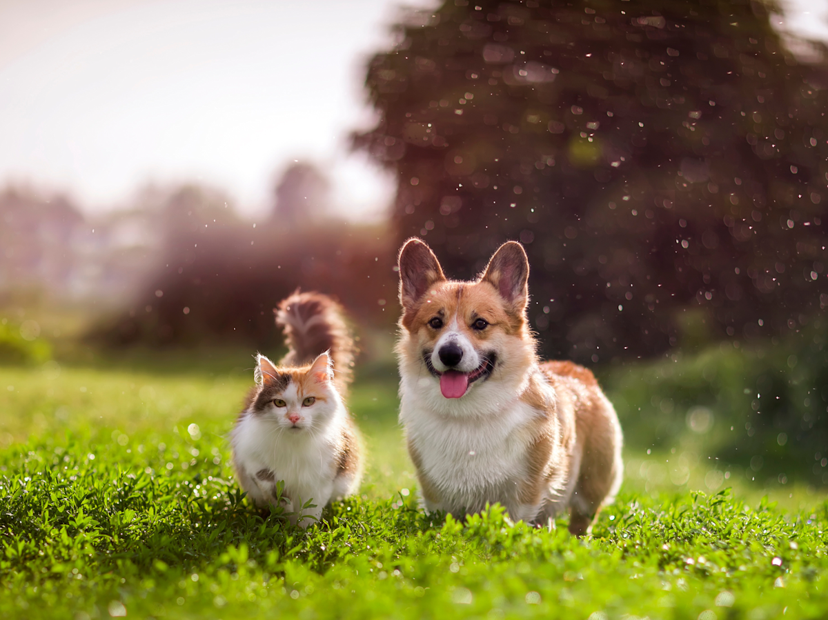 A dog and a cat running next to each other in a yard.