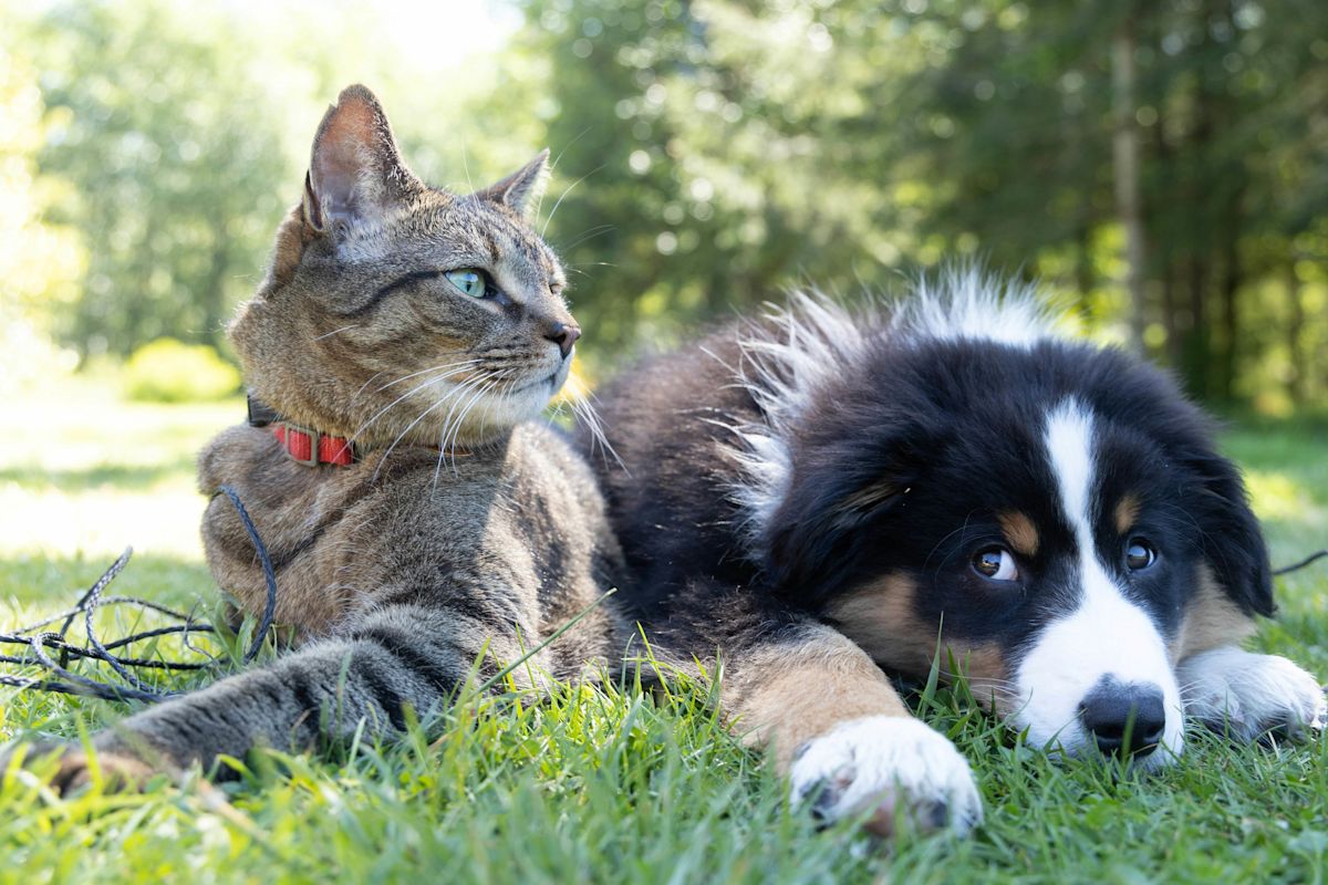 A cat and dog at the park.