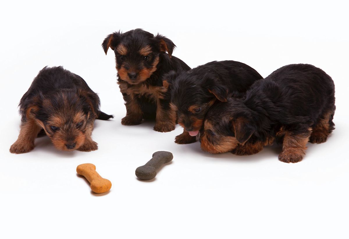 Yorkie puppies