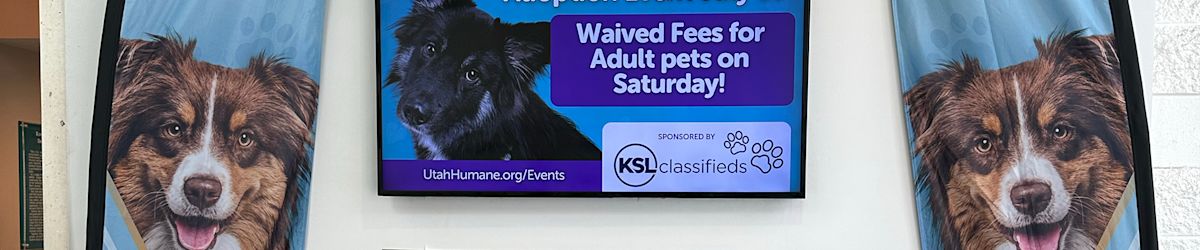 KSL’s Pawfect Match event at the Humane Society of Utah helps over 50 animals