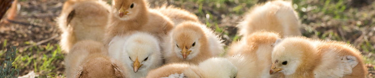Spring chicks all together. 