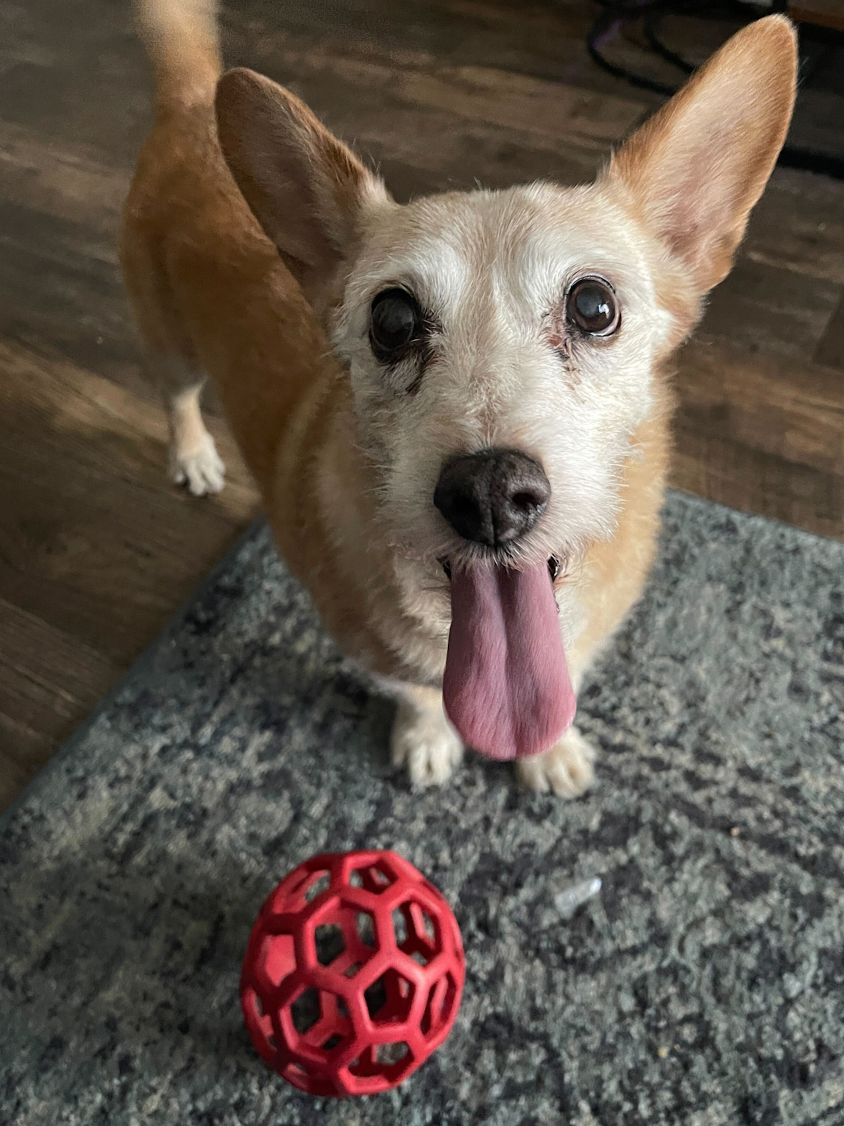 Alysha Coleman's Dog