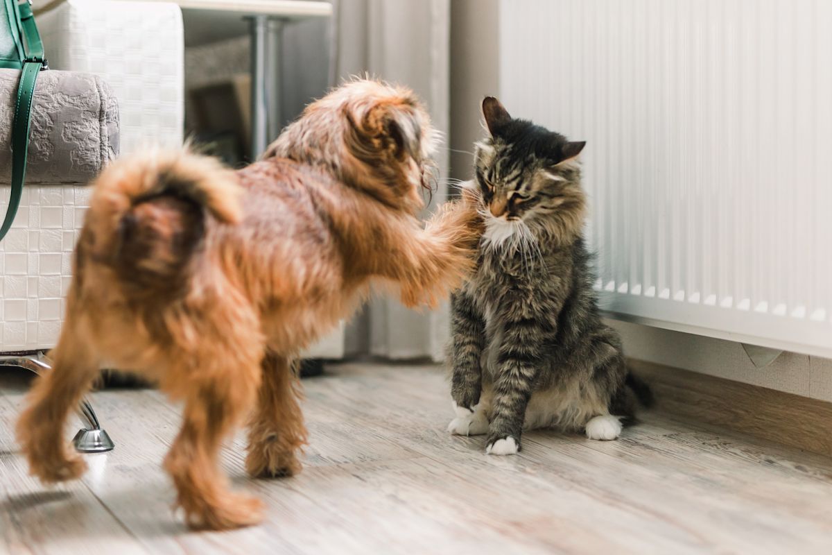 Dog and cat playing together
