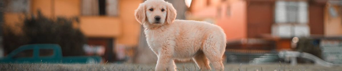 5 ways to help the animal community