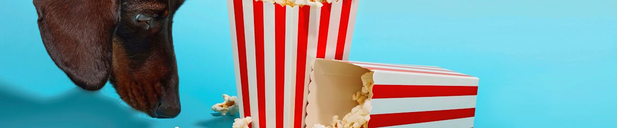 Best pet movies to watch with loved ones