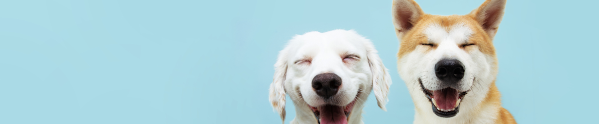 Two dogs next to each other.