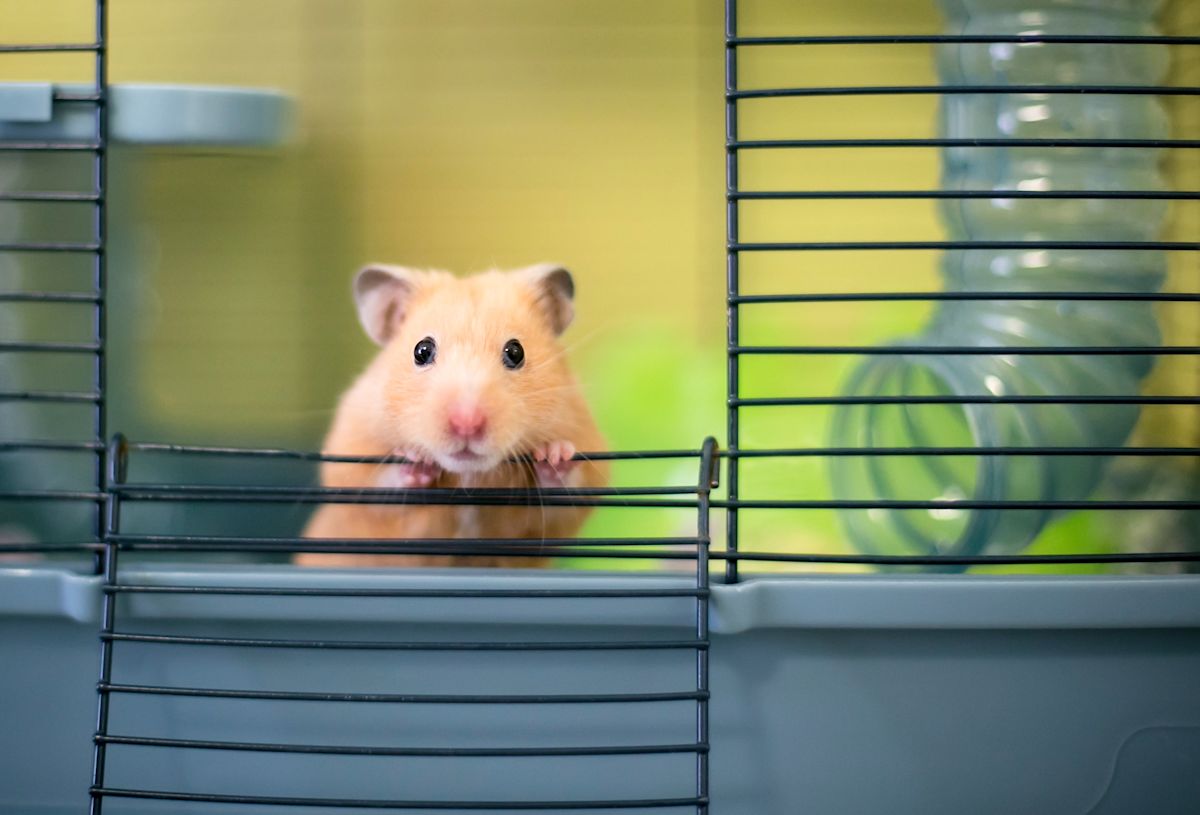 A pet hamster in a cage.