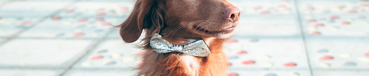 Join us for the Humane Society of Utah’s 2025 Wags to Wishes Gala