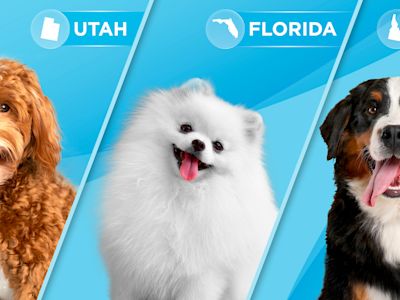 The best dog breed for you based on your state