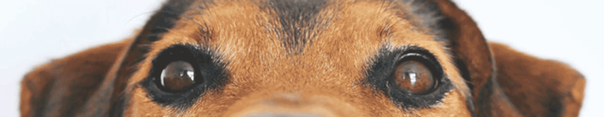 There are so many benefits to owning a dog!