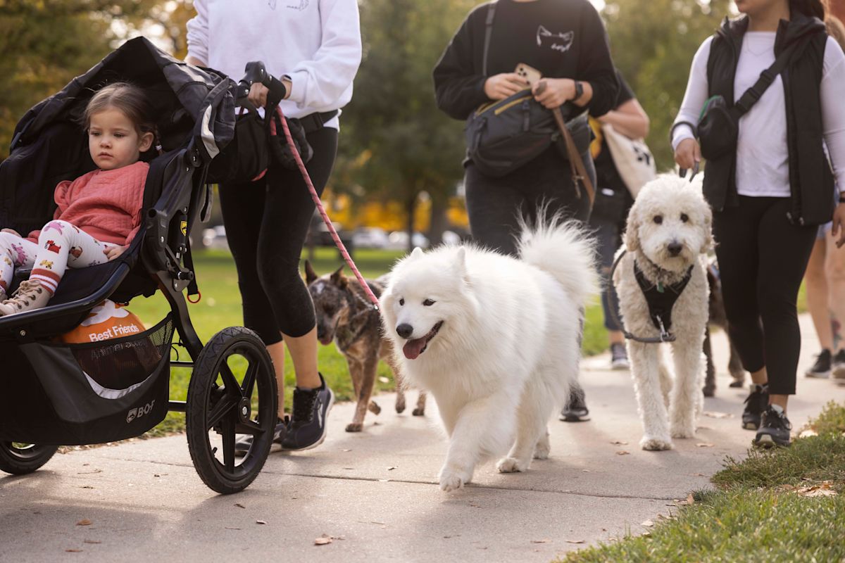 A group of dogs on leashes wearing colorful bandanas, walking with their owners at Strut Your Mutt 2024 in Liberty Park, Salt Lake City. The event is lively with other participants in the background, all enjoying the sunny day.
