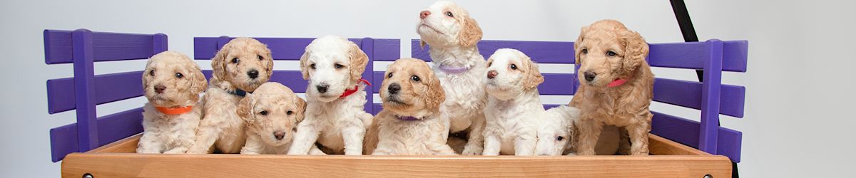 And the most popular dog on KSL Classifieds goes to ...