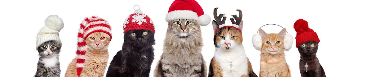 Make a difference this holiday season with donations to local pet shelters