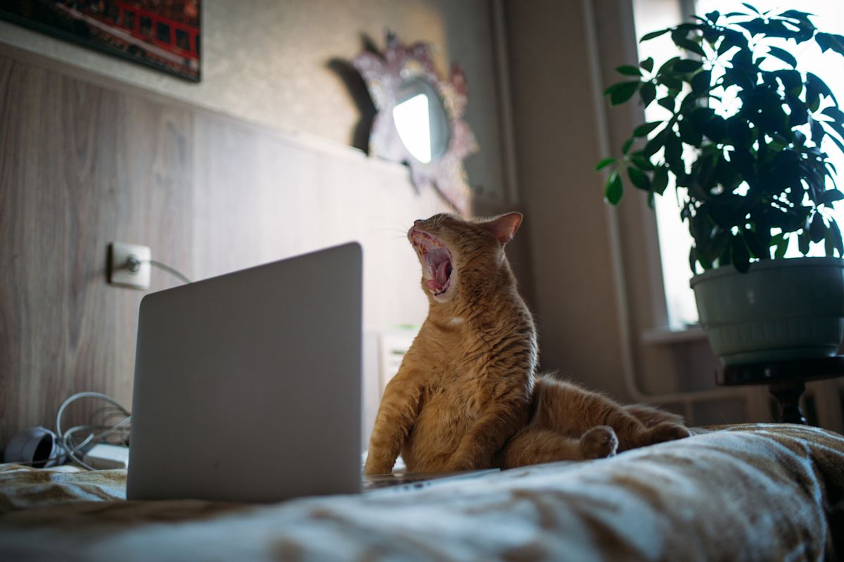 AdobeStock 439749451