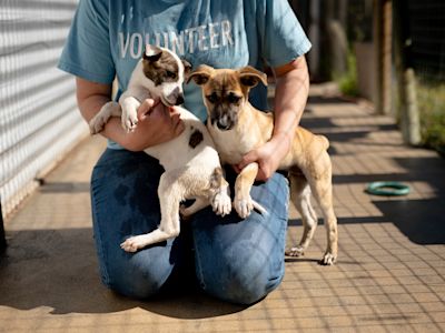 The Humane Society of Utah donation match with KSL was a huge success