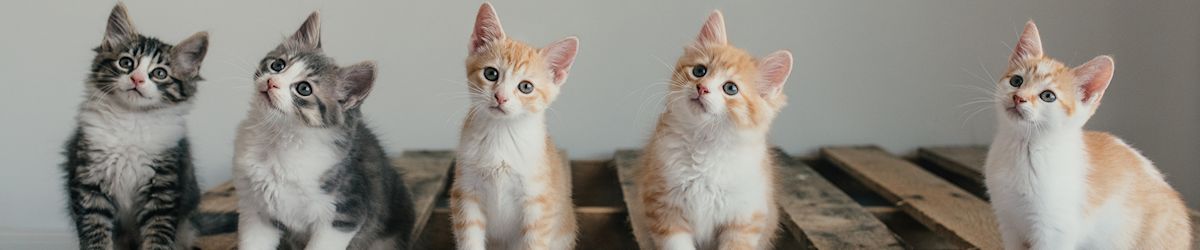 When is kitten season in Utah? How to help and where to adopt