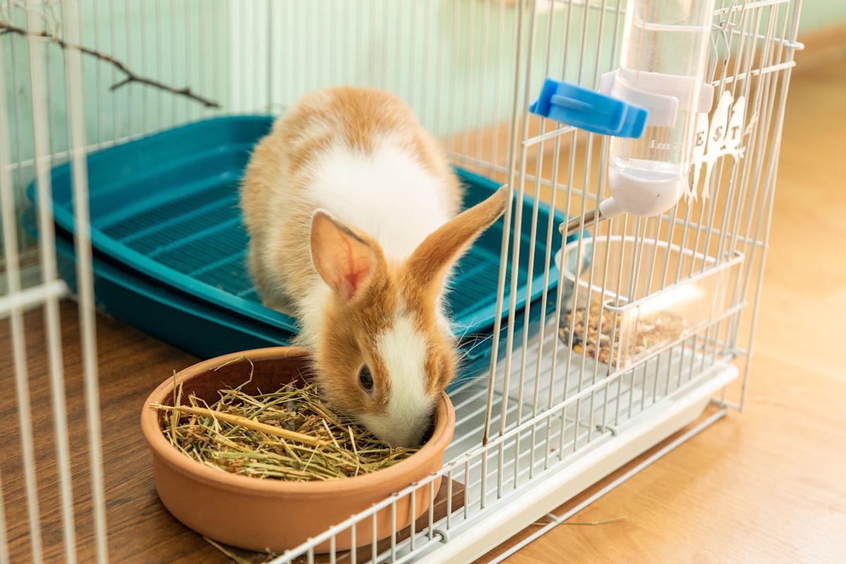 A rabbit being fed in a cage.